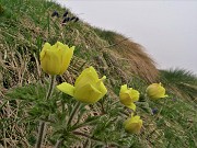 32 Accanto alla Gentiana acaulis inizia la fioritura di Pulsatilla alpina sulphurea (Anemone sulfureo)
